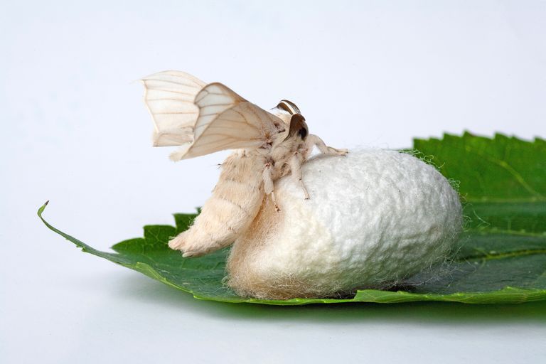 White Silkworm spun